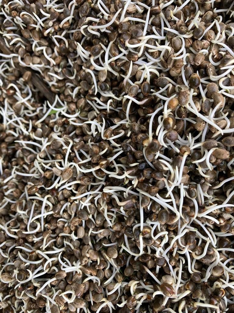 Chenevis Monstre 500 g — photo 1