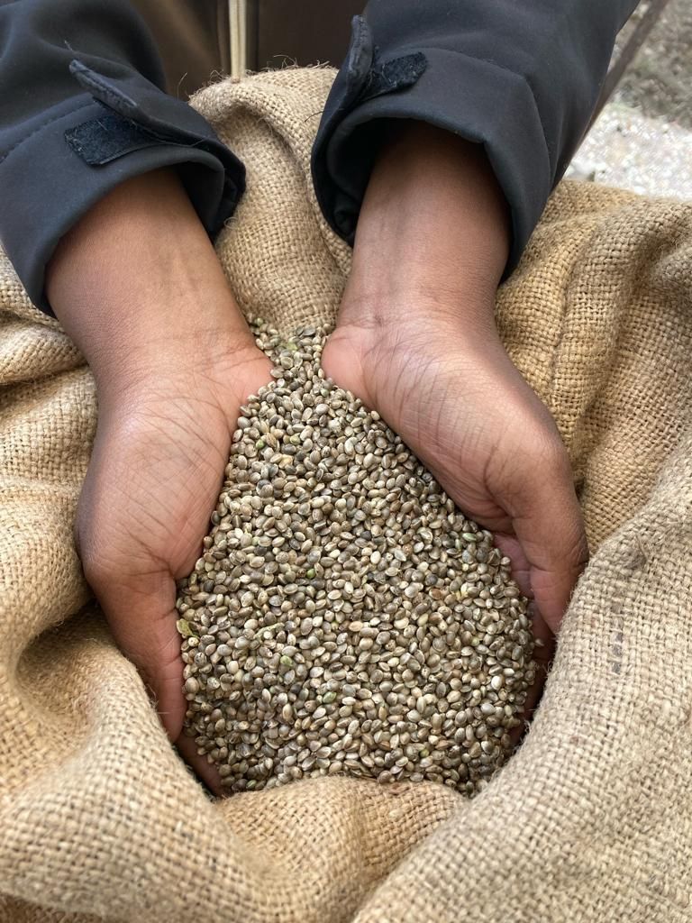 Chènevis d'amorçage 1kg — photo 1
